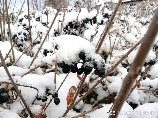 Winterbild 3 - Temperaturen: Nachts 8,7° minus  / 10:18 5,9° minus / 13:15 2,1° minus  -  26.12.2021 !!! Weihnachts-Sonntagsbilder 2021 !!!