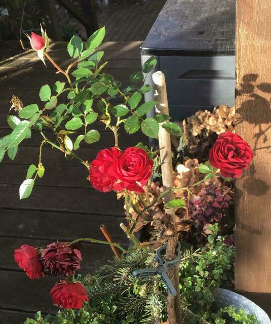 Auf der Terrasse widerstanden bis gestern noch die Rosen, heute sieht es anders aus...