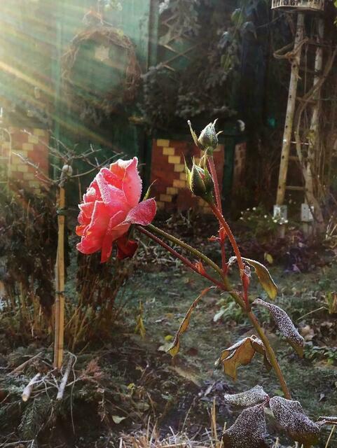 Frost auf den Rosenblüten...