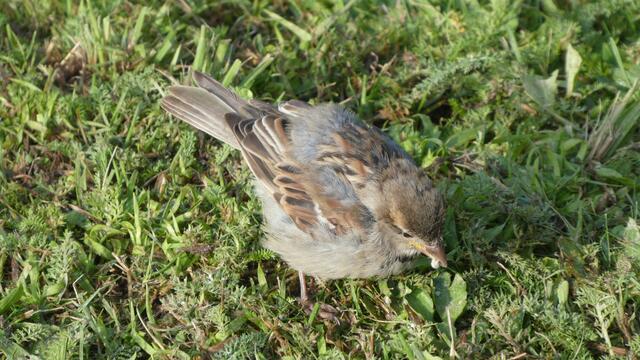 Spatz