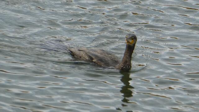 Kormoran
