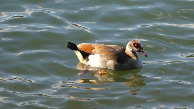 Nilgans