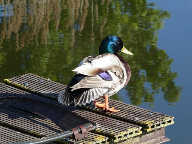 Ente Erpel