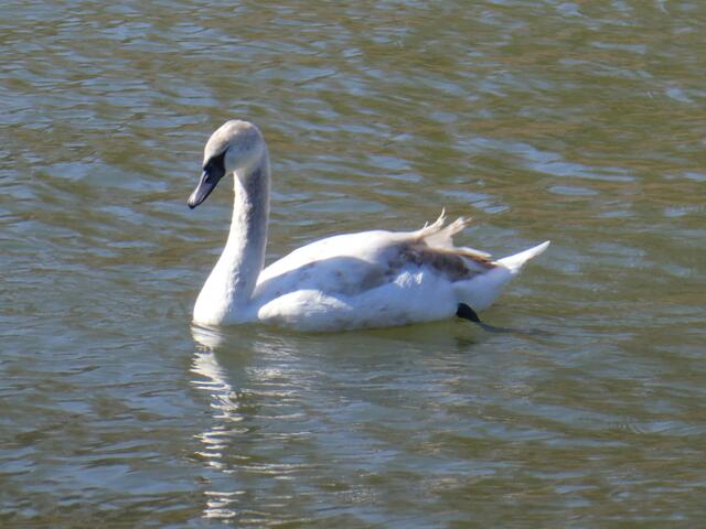 Schwan