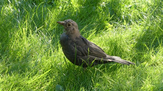 Amsel
