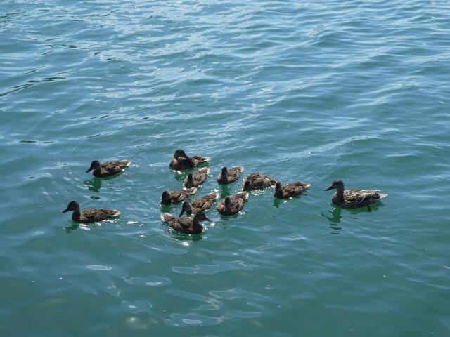 Entenfamilie