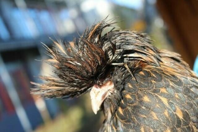 „Mooshammer“ war leicht durch seine „Perücke“ erkennbar. | Foto: Lothar Berger