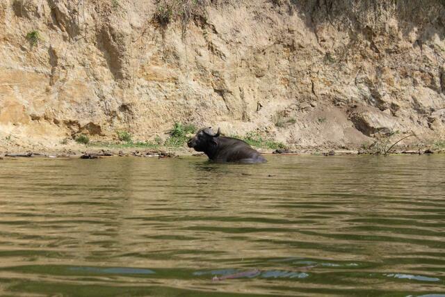 Wasserbüffel allein - er kommt angeblich zum Sterben her.