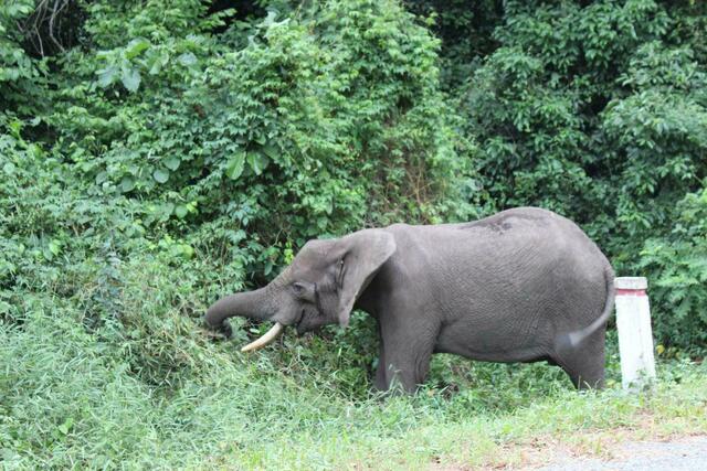 Waldelefant löst Ehrfurcht unter der ugandischen Bevölkerung aus