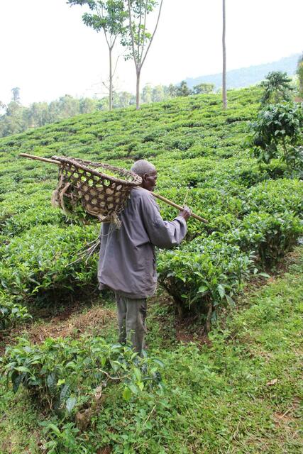 Teepflücker in Bwindi