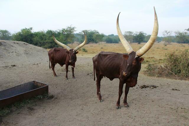 Imposante Hörner haben diese Ankole-Rinder