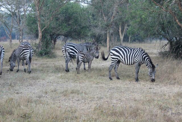 Die Zebras haben ein Junges dabei.