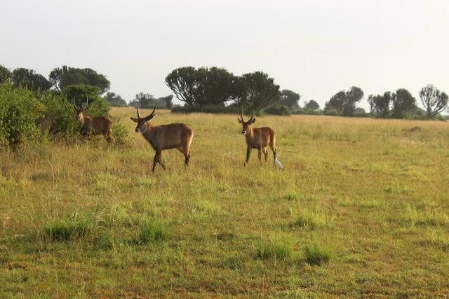 Wasserböcke unterwegs
