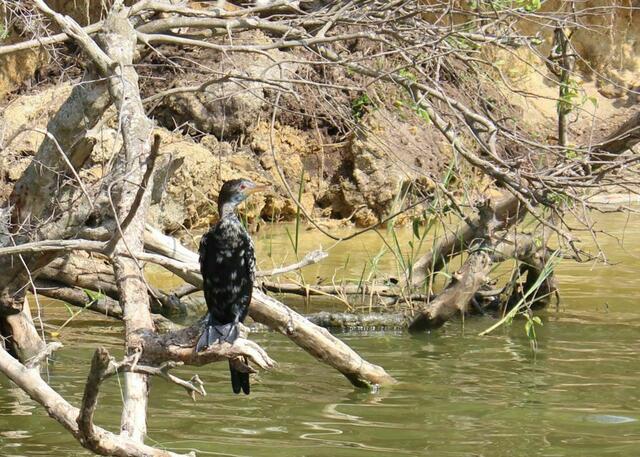 Red Cormorant