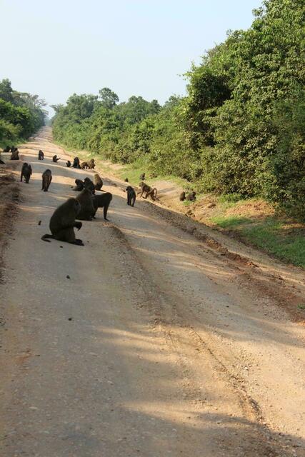 Paviane auf der Straße