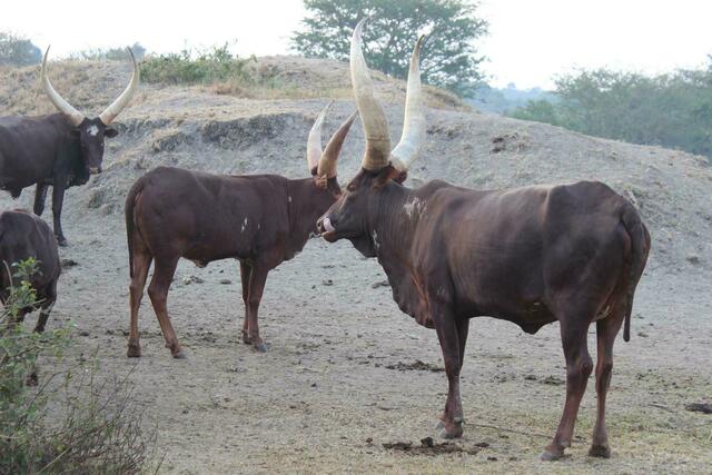 Ankole-Rinder