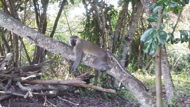 Affen in der Bush Lodge