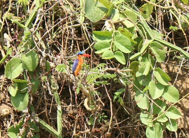 Malachite Kingfisher