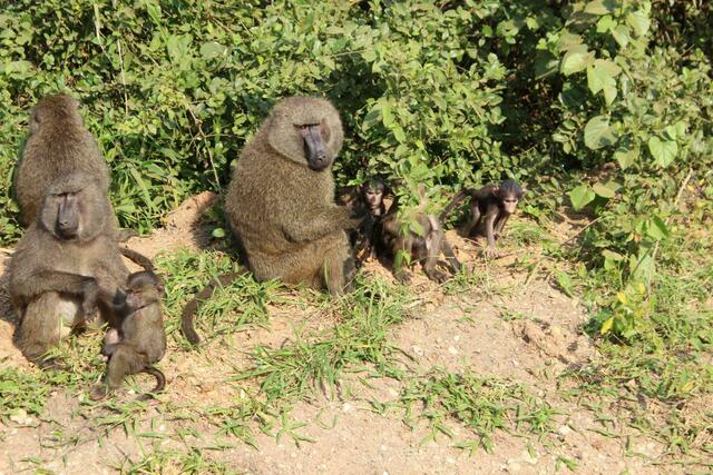 Pavian-Kindergarten am Straßenrand