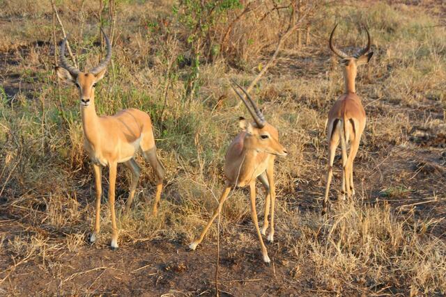 noch mehr Impalas im Lake Mburo Nationalpark