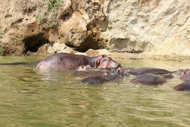 Diese Hippo-Gruppe beherbert ein