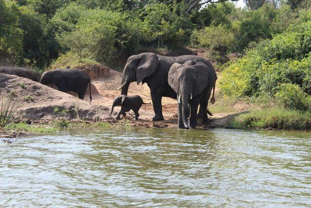 Zischen wir ab und suchen uns eine Trinkquelle ohne Hippos.