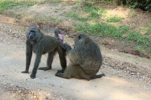 Puhl mir die Parasiten aus dem Arsch, Kumpel!