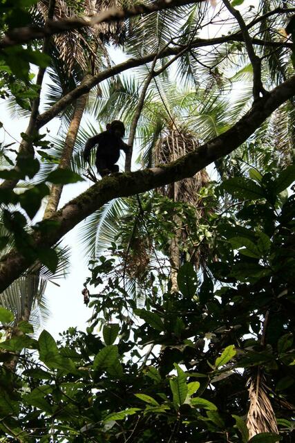 Schimpansen-Junges geht spazieren