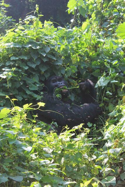 Der Silberrücken wirft sich in Schale.