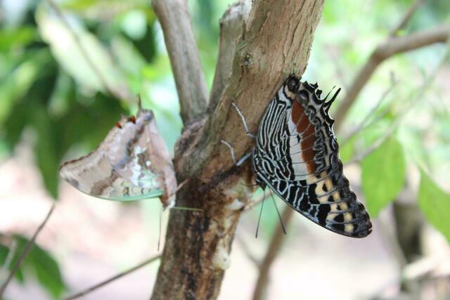 Schmetterlinge in Kibale