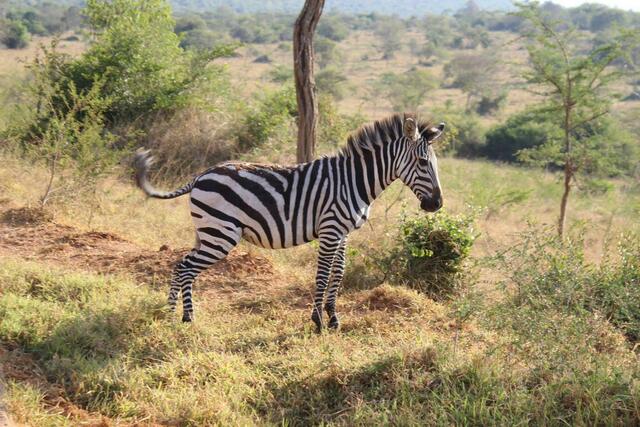 Wundervolle Zebra-Motive erwarten dich im Lake Mburo Nationalpark.
