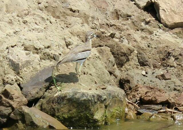 Common Water Thickney