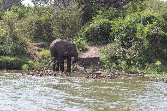 Noch was zum Ausgleich ins Maul schieben.