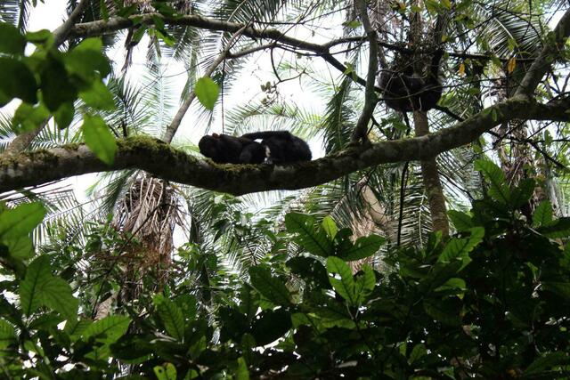 Schimpansen bei der Fellpflege