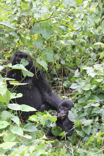 Hier kommt das Gorillababy besser zur Geltung.