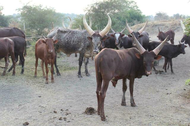 Ankole-Rinder als Grenzgänger
