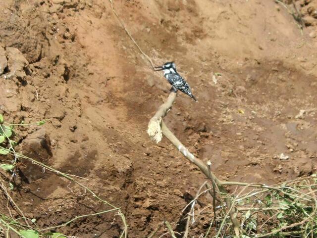 noch ein Schwarz-Weiß Kingfisher