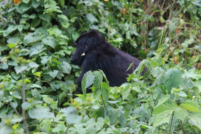 Gorilla ganz nah - mit Schmetterling