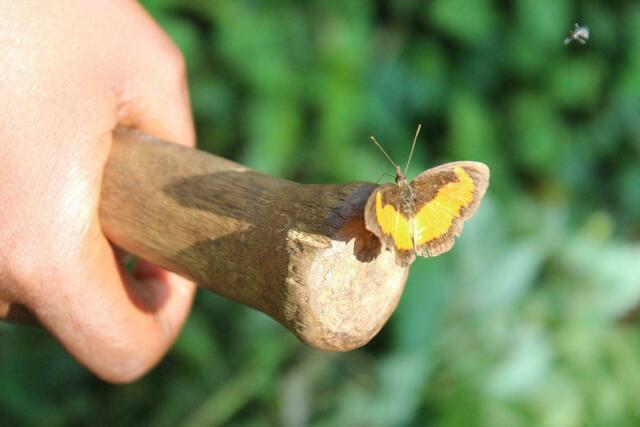 Schmetterling lässt sich auf Wanderstab nieder.