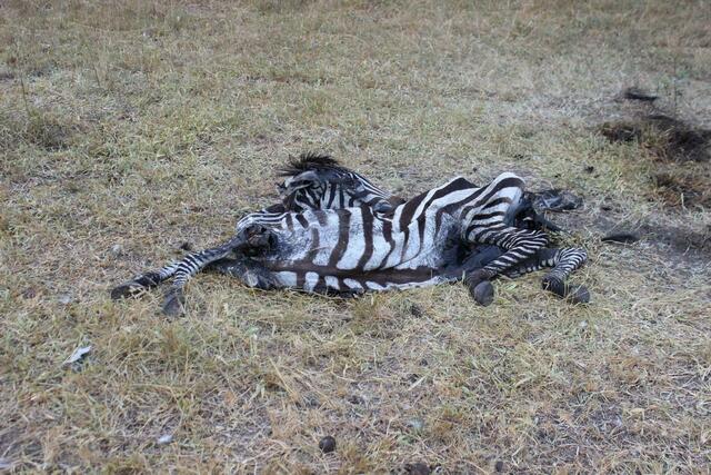 Ausgedörrtes Zebra im Lake Mburo Nationalpark.