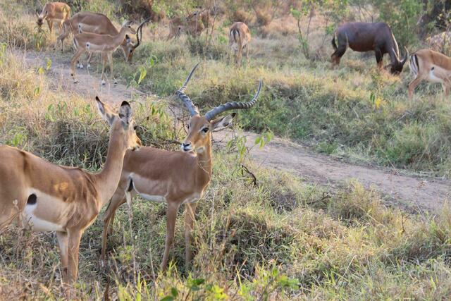 Ist das ein Impala-Pärchen?