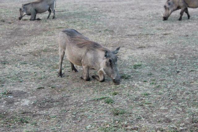 Warzenschweine am Lake Mburo