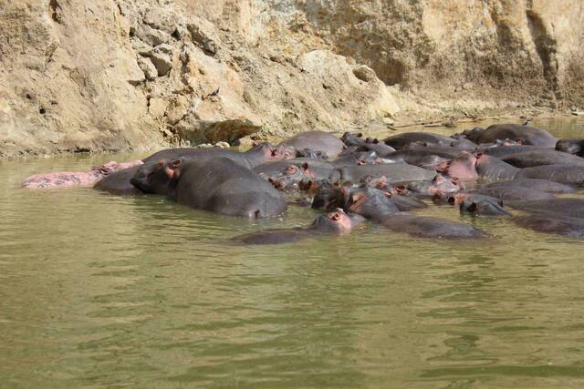 Albino-Nilpferd (ganz links)