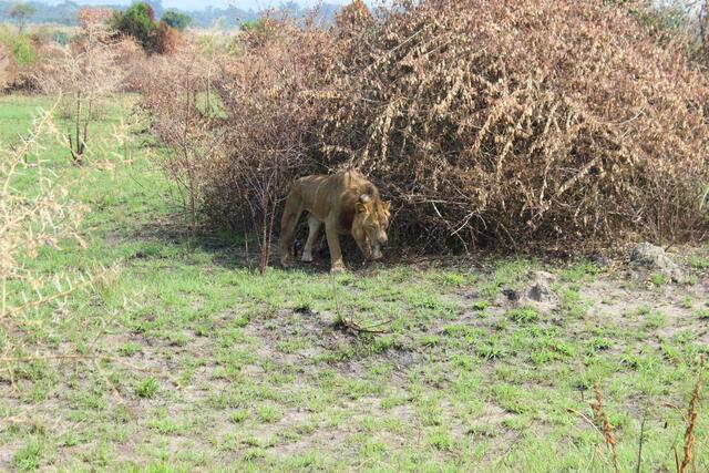 beinamputierter Löwe