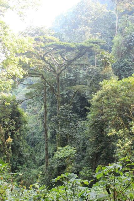 Bergregenwald im Bwindi Nationalpark