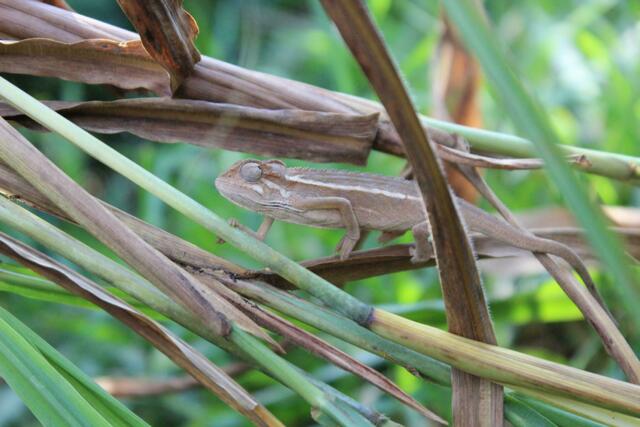 Weißstreifen-Chamäleon. Siehst du es nicht?