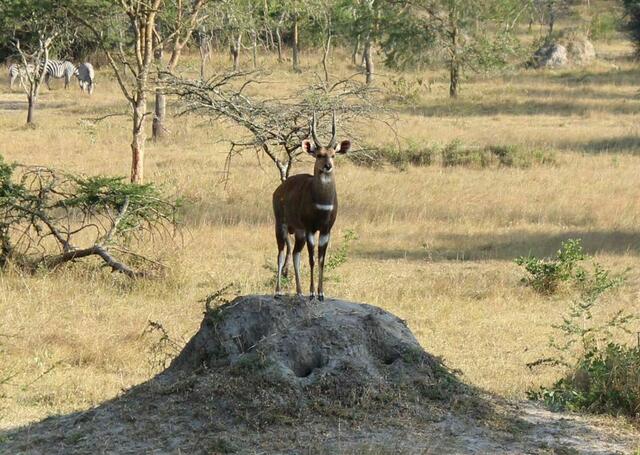Wonach hält dieser Buschbock Ausschau?
