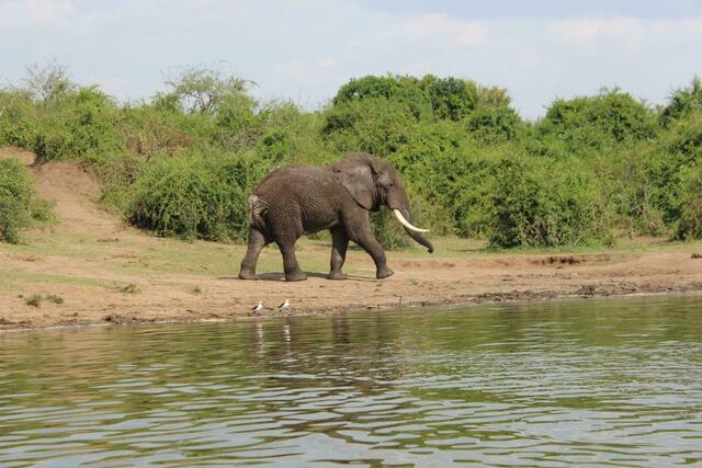 Savannenelefant hat Durst