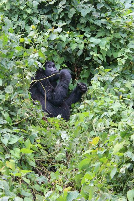 Fliegen kreisen um jeden Gorilla