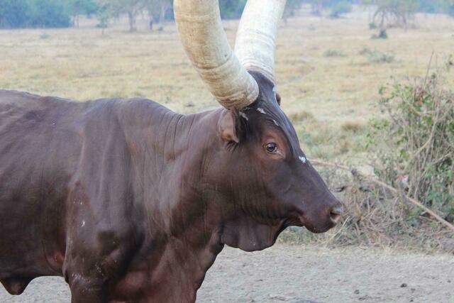 Nahaufnahme eines Ankole-Rinds
